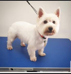 West Highland White Terrier fmea