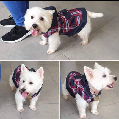 West Highland White Terrier fmea