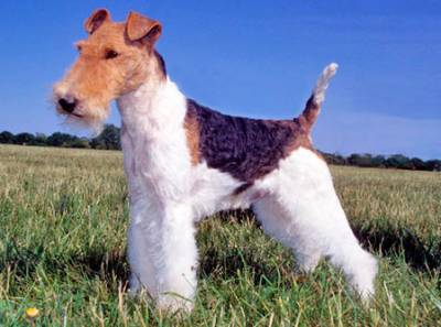 Compro Airedale Terrier