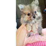 Lulu da Pomerania seis x sem juros