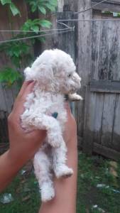 Vendo poodle toy