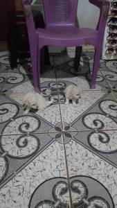 Vendo poodle toy