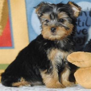 Yorkshire Terrier Fêmea tres meses micro TOP