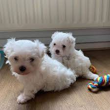 Bichon Maltese macho e Femea  disponvel