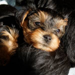 Yorkshire terrier criado em ambiente familiar