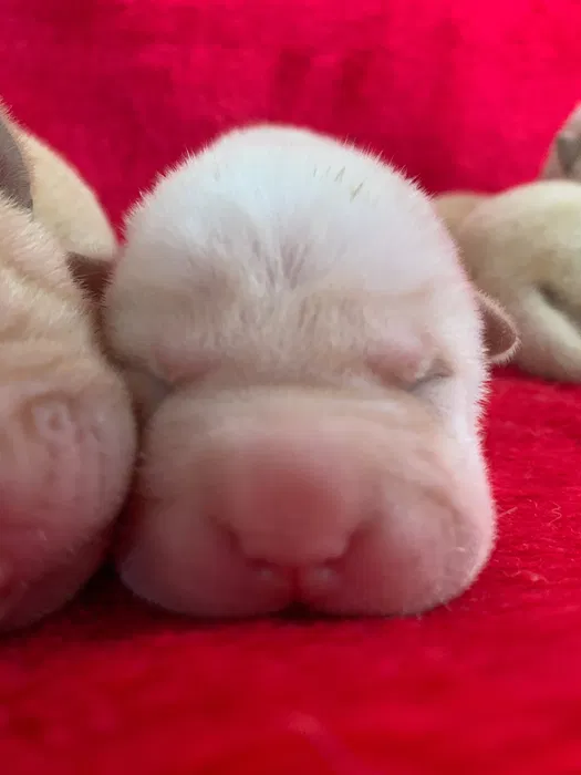 Shar Pei filhos de campees