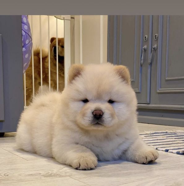 Chow Chow