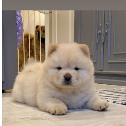 Chow Chow
