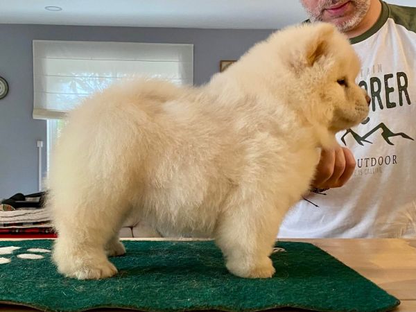 Chow Chow