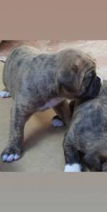 Boxer filhotes macho e fmea lindos