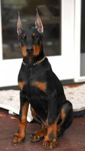 doberman
