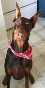 doberman