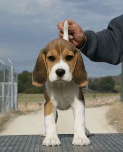 Cachorros beagle tricolor
