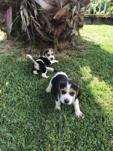 Cachorros beagle tricolor