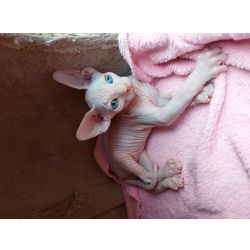 Gatinho sphynx