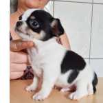 Chihuahua macho