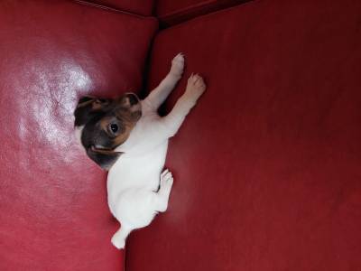 JACK RUSSEL MINI