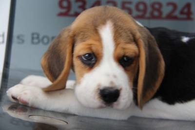 Cachorro beagle com lop