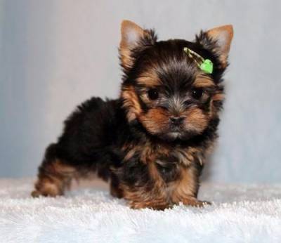 Miniatura yorkshire terrier super