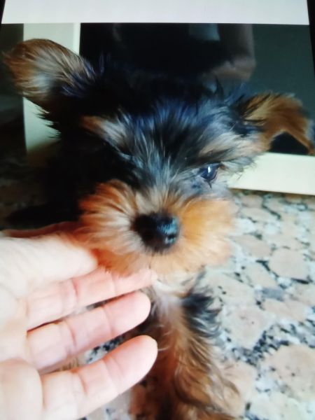 YORKSHIRE MINI F�MEA