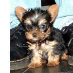 Lindo cachorro Yorkshire Terrier para adoo