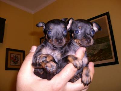 Miniatura top pinscher