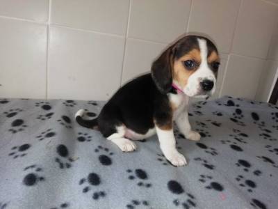 Microchip e lop e pedigree cachorros beagle