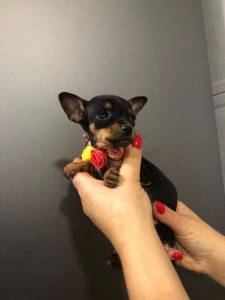 Miniatura cachorro pinscher