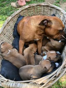 Filhotes de Staffordshire Bull Terrier