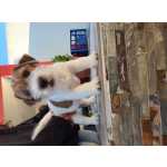 Jack Russell terrier p�lo cerdoso