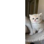 Gatinhos Bebs British Shorthair