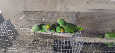 papagaios amazonas ochrocephala bebes para acabar de criar a mão anilha fechada e documentos pronto