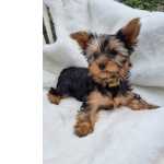 lindo yorkshire terrier