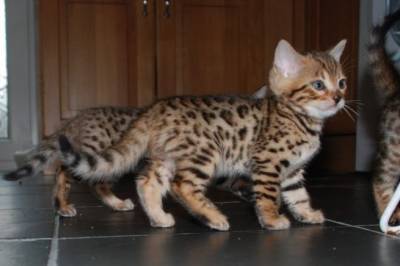lindo Bengala gatinhos