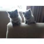 lindo BRITISH SHORTHAIR gatinhos
