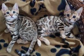 lindo Bengala gatinhos