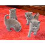 lindo British Shorthair gatinhos