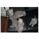 lindo British Shorthair gatinhos
