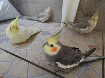 FILHOTES DE CALOPSITAS MANSOS EM CAXIAS DO SUL