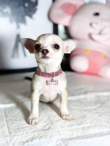 Chihuahua micro pelo curto fêmea