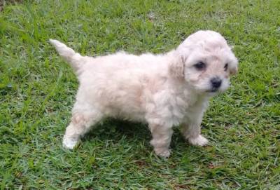 Poodle Filhotes Macho e Fmea