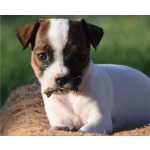 Filhotes Parson Russell Terrier