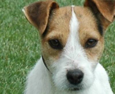 Filhotes Parson Russell Terrier