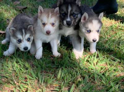 FILHOTES DE HUSKY SIBERIANO CRIADOS POR MDICA VETERINRIA