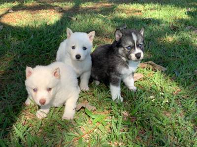 FILHOTES DE HUSKY SIBERIANO CRIADOS POR MDICA VETERINRIA