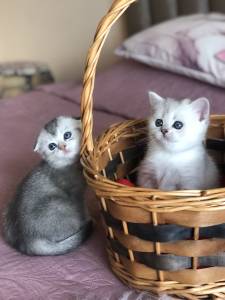 Scottish fold e stright