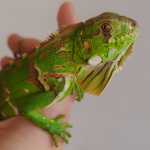 Iguana verde baby pronta entrega