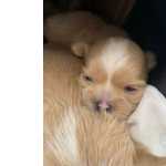 FILHOTE DE SHIH-TZU MACHO PURO PADRO DA RAA