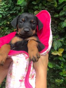 Doberman machos e fmeas