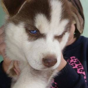 Filhote de  Husky Siberiano wolly olhos azuis